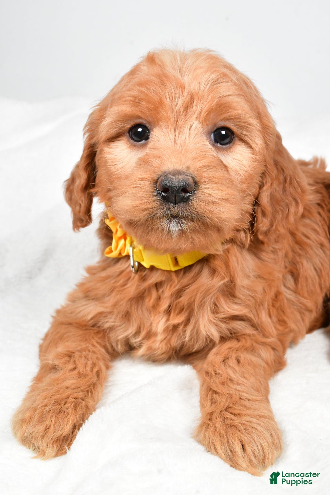 Mini Goldendoodle dogs for sale: Bridget - Ad 5