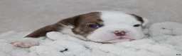 English Bulldog dogs for sale: Hudson - Ad 6