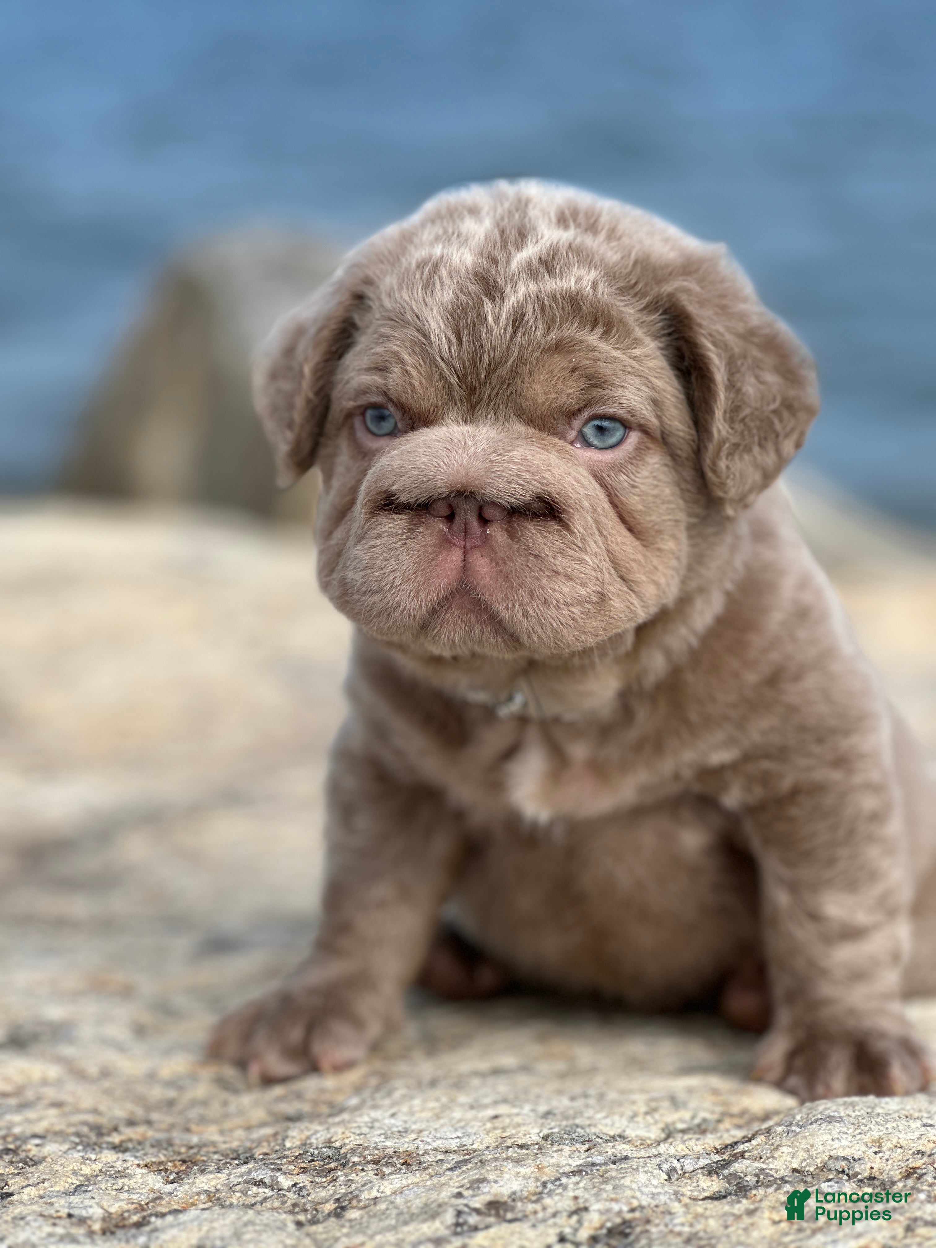 French Bulldog dogs 🩵Isabella fluffy big rope with c2 🩵Male  - Ad 2