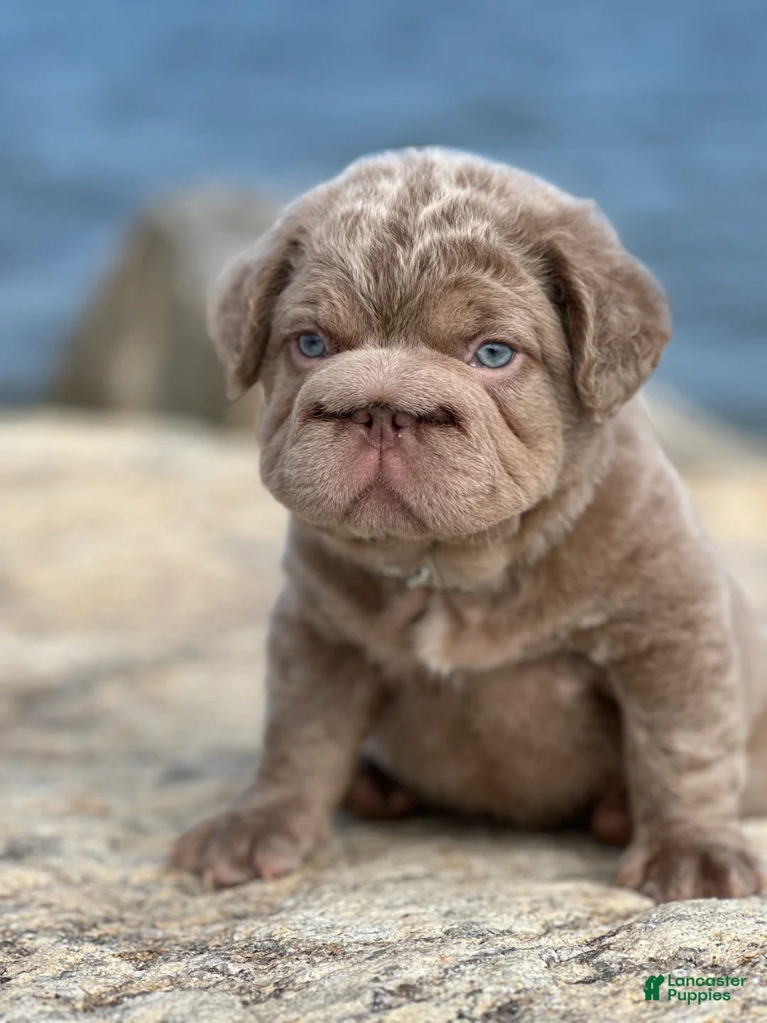 French Bulldog dogs for sale: 🩵Isabella fluffy big rope with c2 🩵Male  - Ad 2