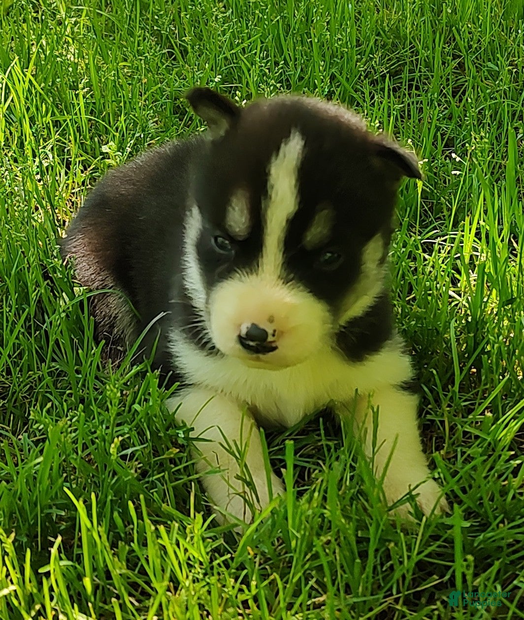 Siberian Husky dogs Sonya's Male 1 - Ad 33
