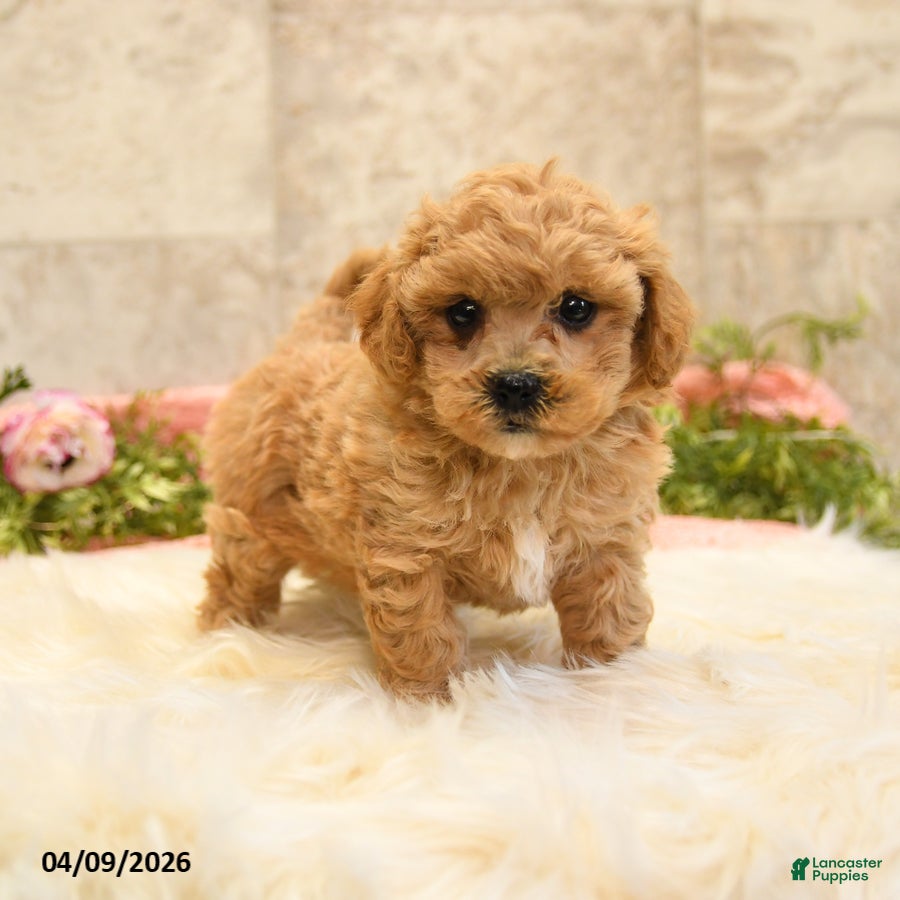 Mixed Breed dogs Tierra  - Ad 1