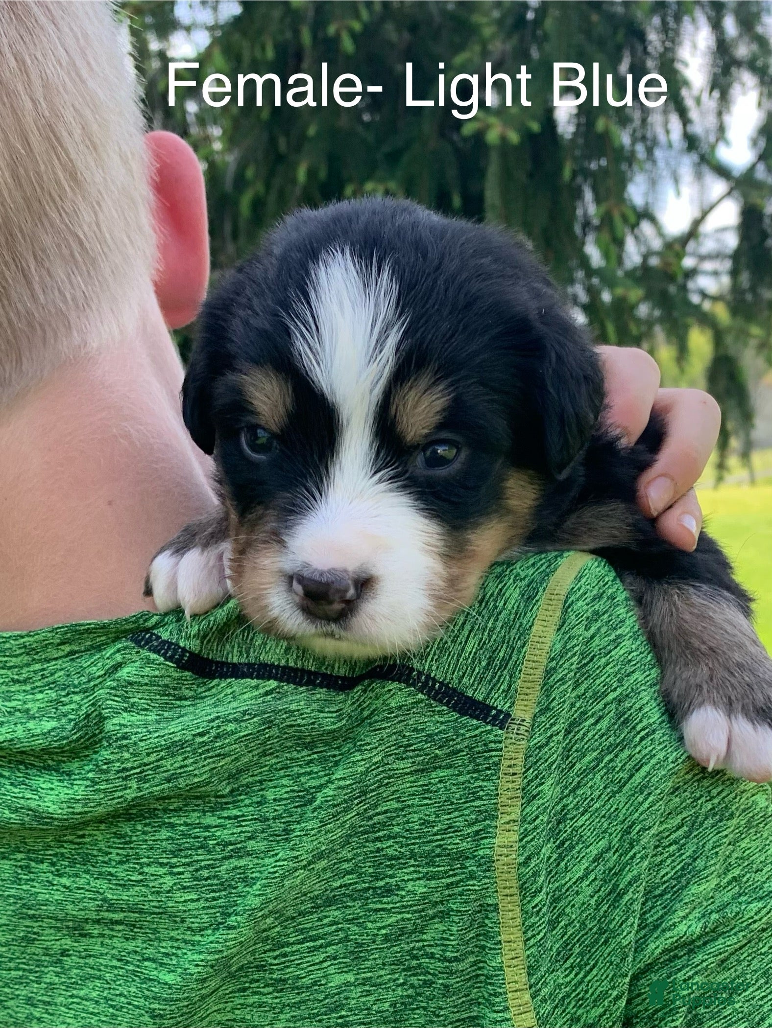 Bernese Mountain Dog dogs Bernese Mountain Dog Puppy 12 - Ad 4