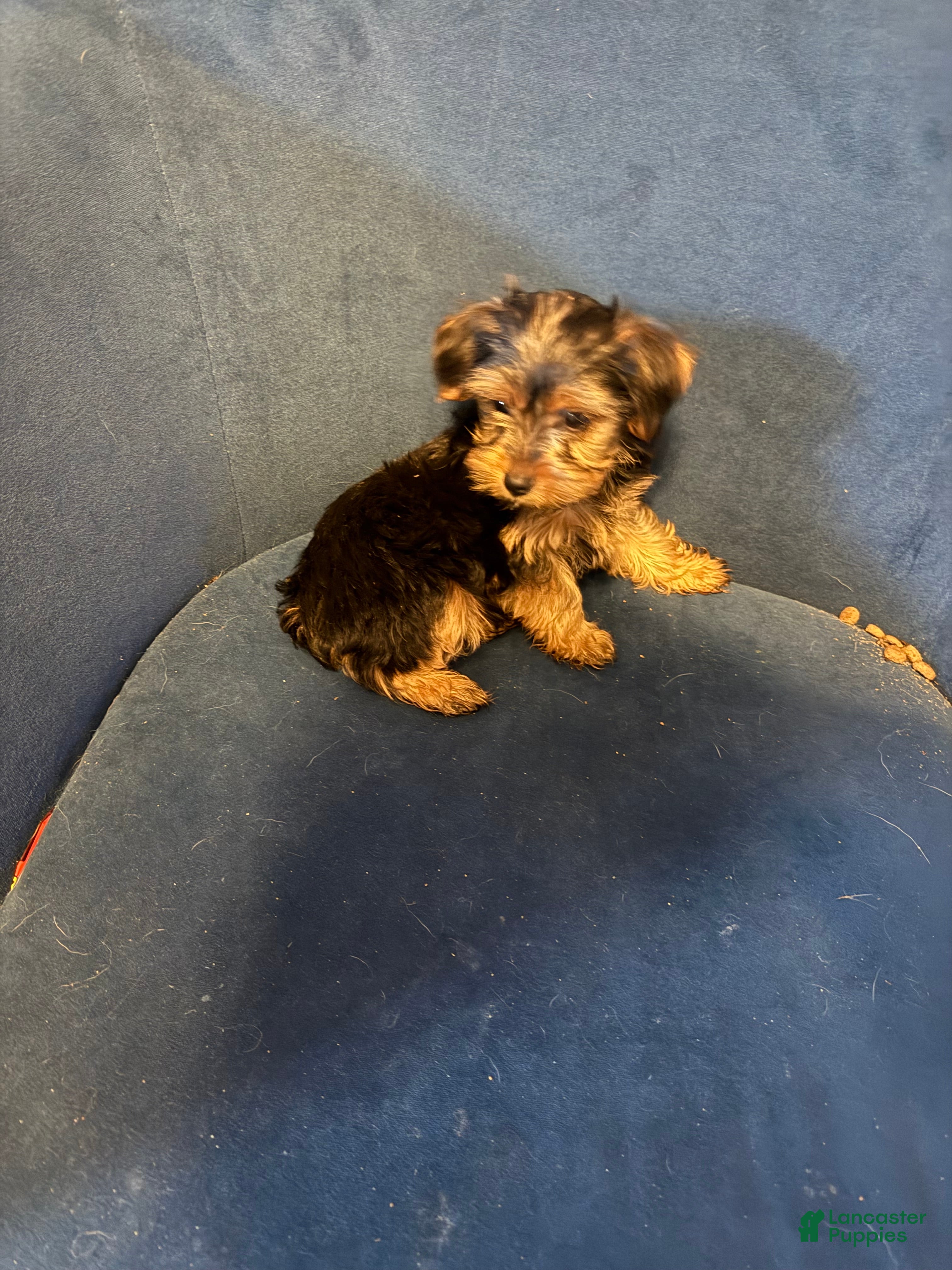 Yorkshire Terrier dogs Tiny Sasha  - Ad 1