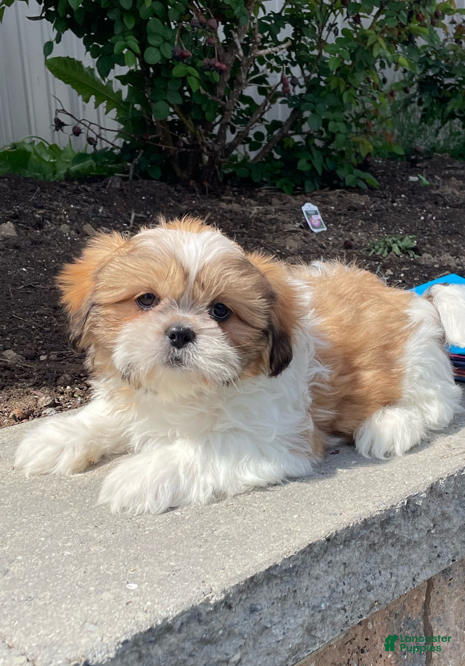 Shih Tzu dogs Snoopy - Ad 34