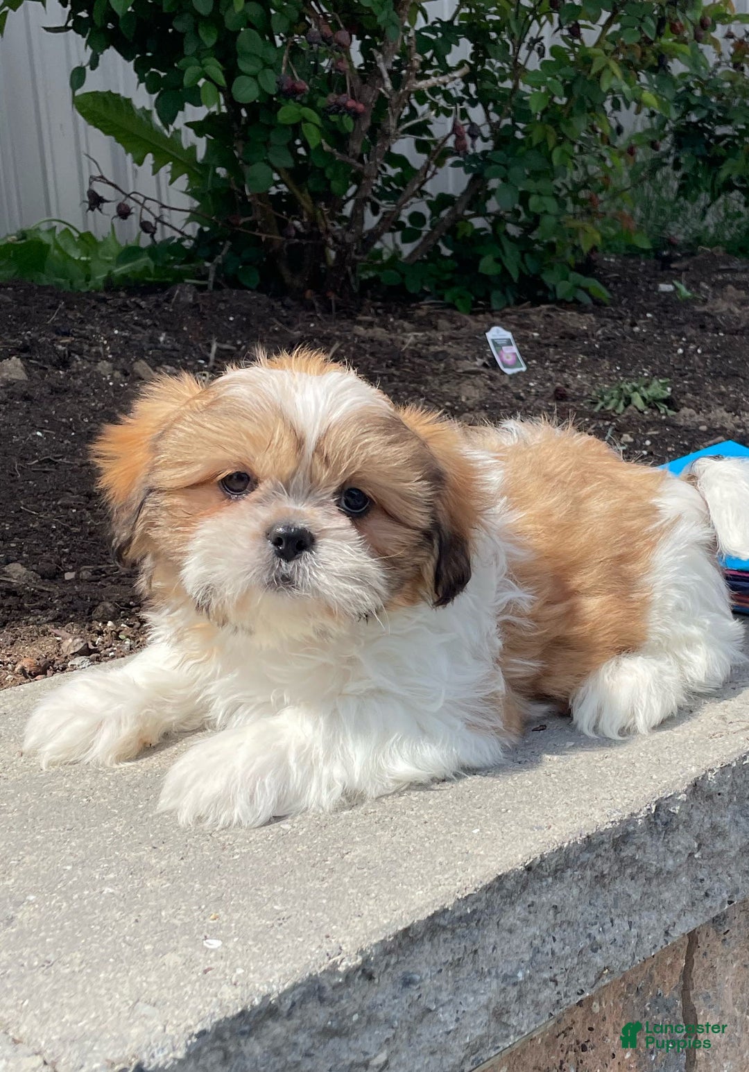 Shih Tzu dogs for sale: Snoopy - Ad 6