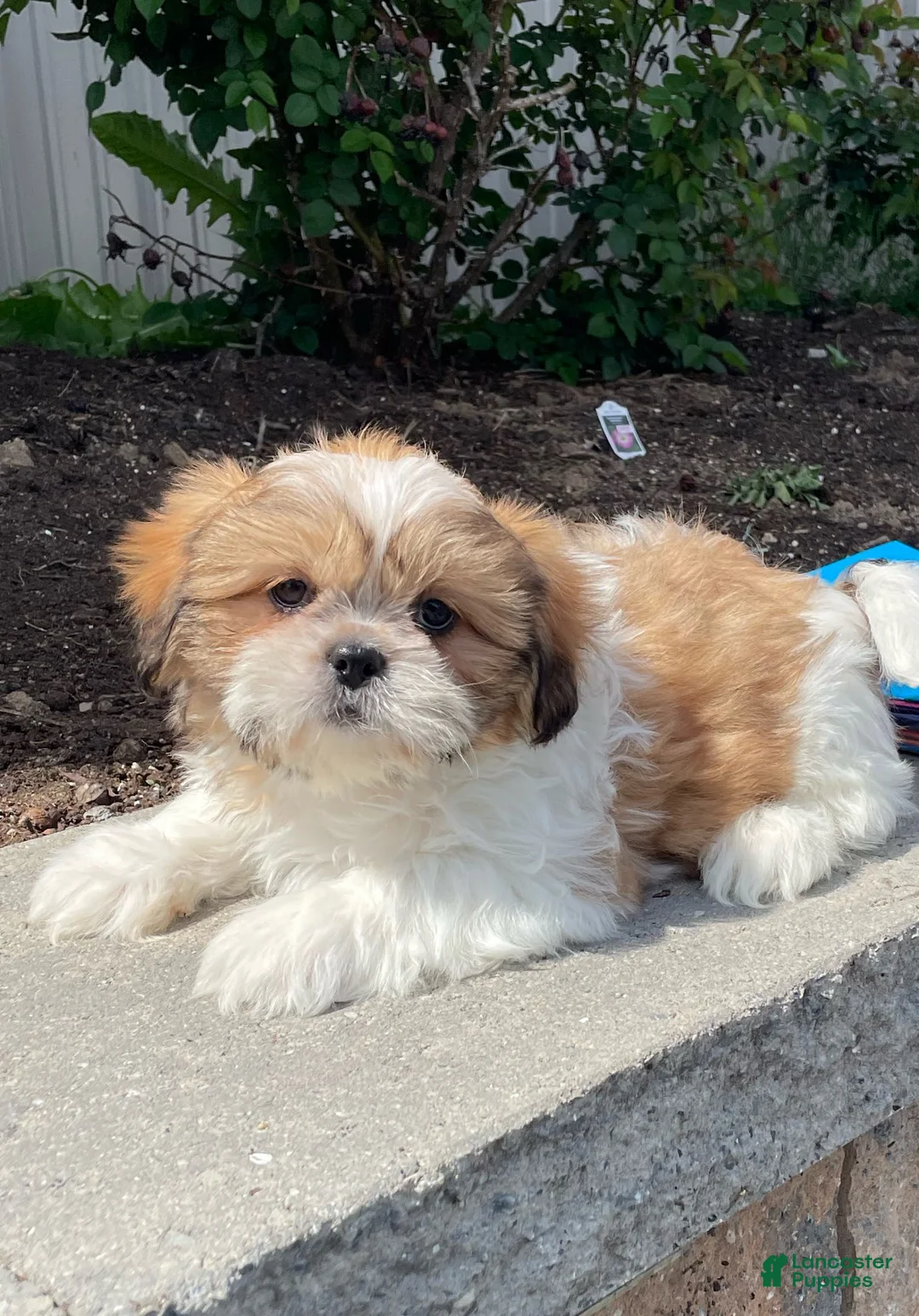 Shih Tzu dogs for sale: Snoopy - Ad 1
