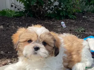 Shih Tzu dogs Snoopy - Ad 34