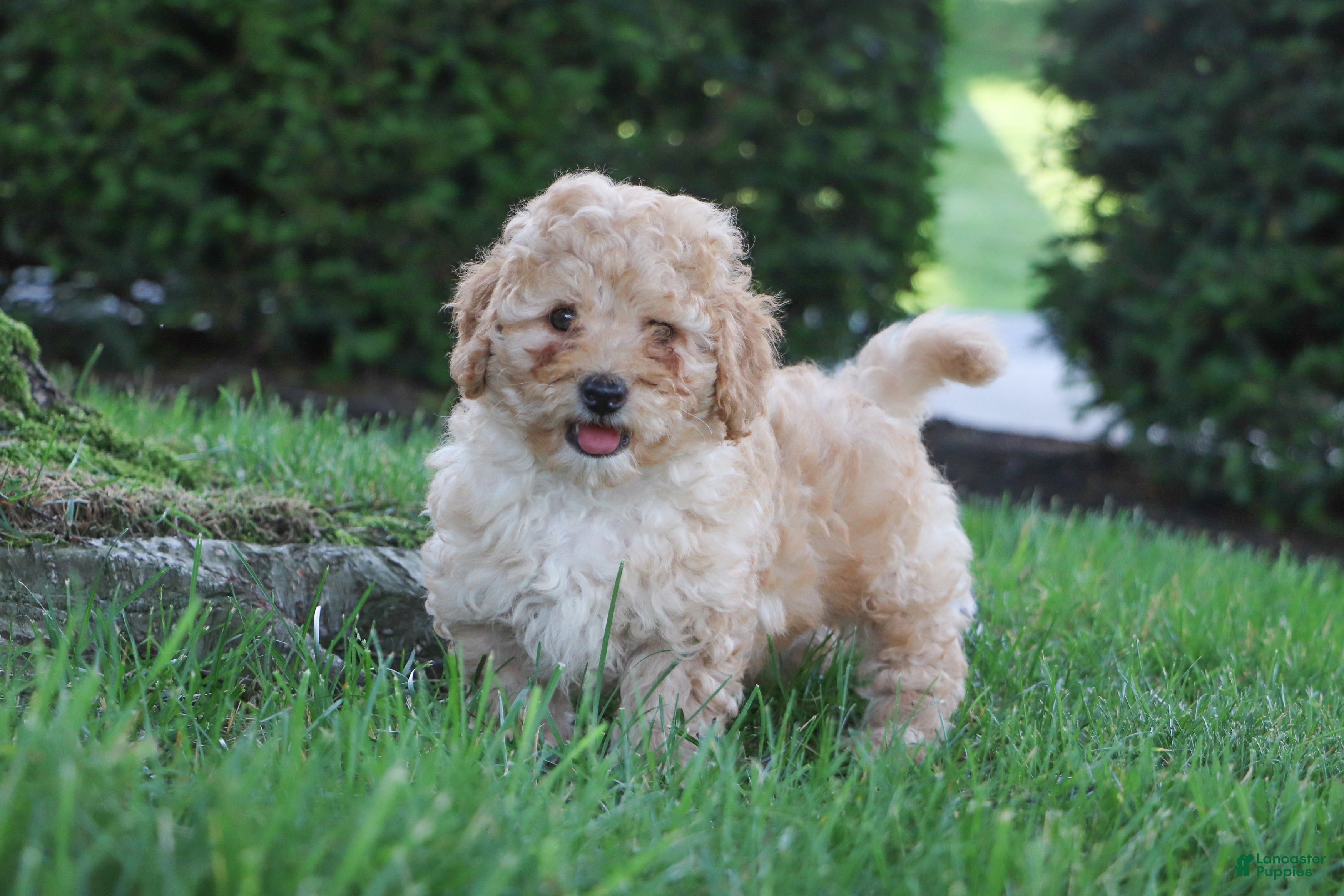 Cavapoo dogs Russel - Ad 1