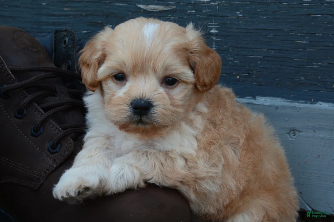 Shihpoo dogs for sale: Patrick - Ad 1