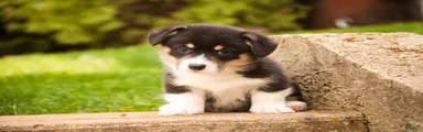 Zane