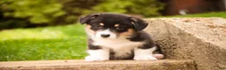 Welsh Corgi Pembroke dogs for sale: Zane - Ad 1
