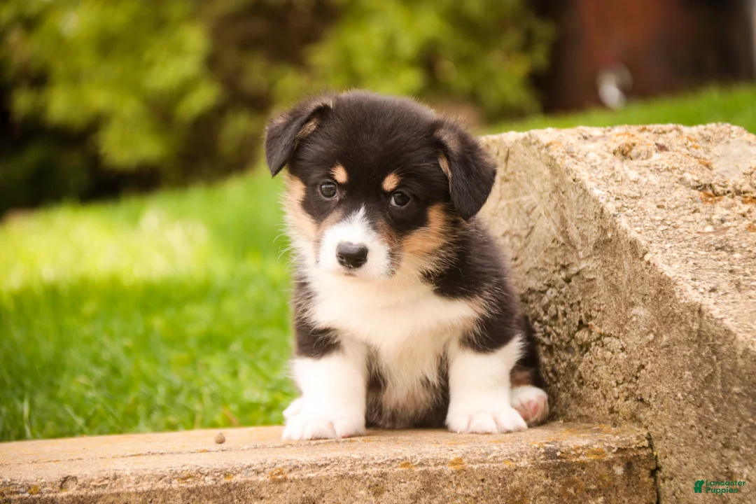 Welsh Corgi Pembroke dogs for sale: Zane - Ad 1