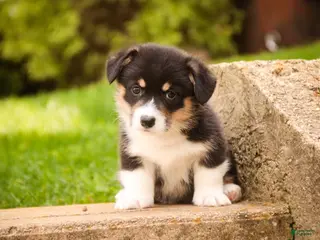 Welsh Corgi Pembroke dogs for sale: Zane - Ad 4