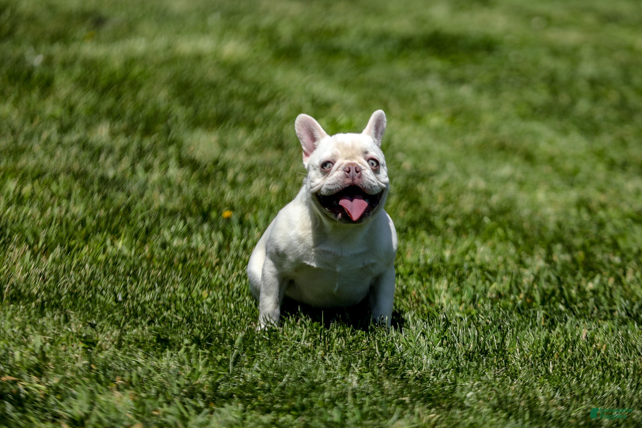 French Bulldog dogs for sale: Dora - Ad 10