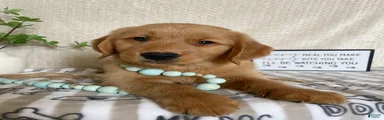 Gus