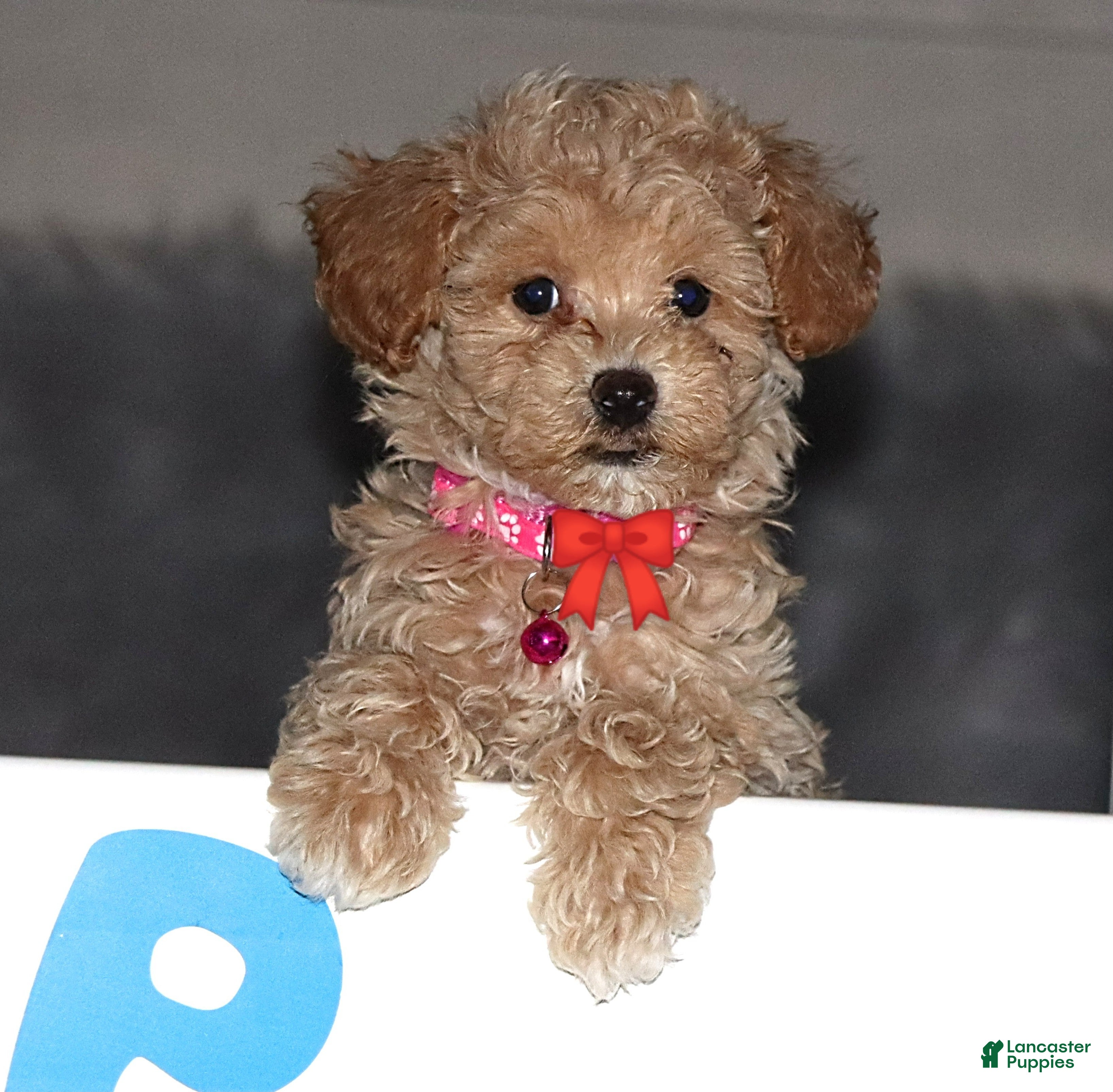 Havapoo dogs Annabelle Toy/M.👨‍👨‍👦‍👦💞🐕 - Ad 2