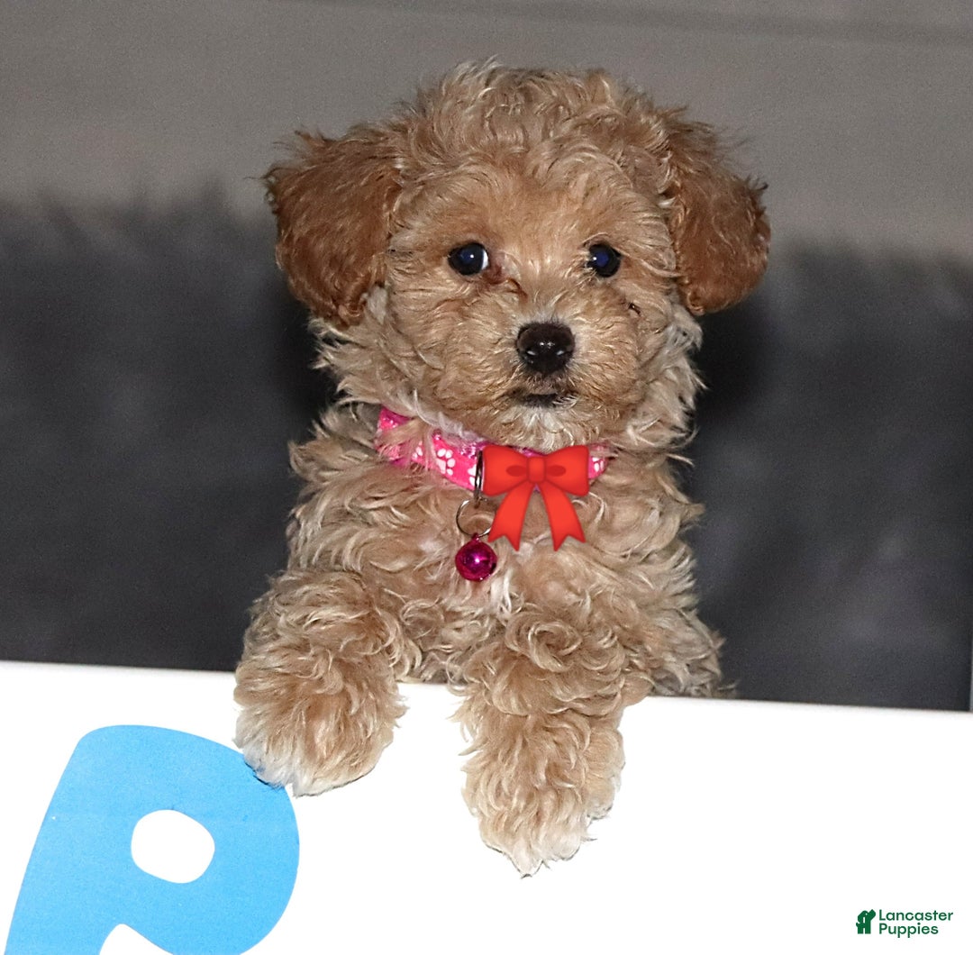 Havapoo dogs for sale: Annabelle Toy/M.👨‍👨‍👦‍👦💞🐕 - Ad 1