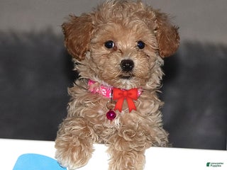 Havapoo dogs Annabelle Toy/M.👨👨👦👦💞🐕 - Ad 4