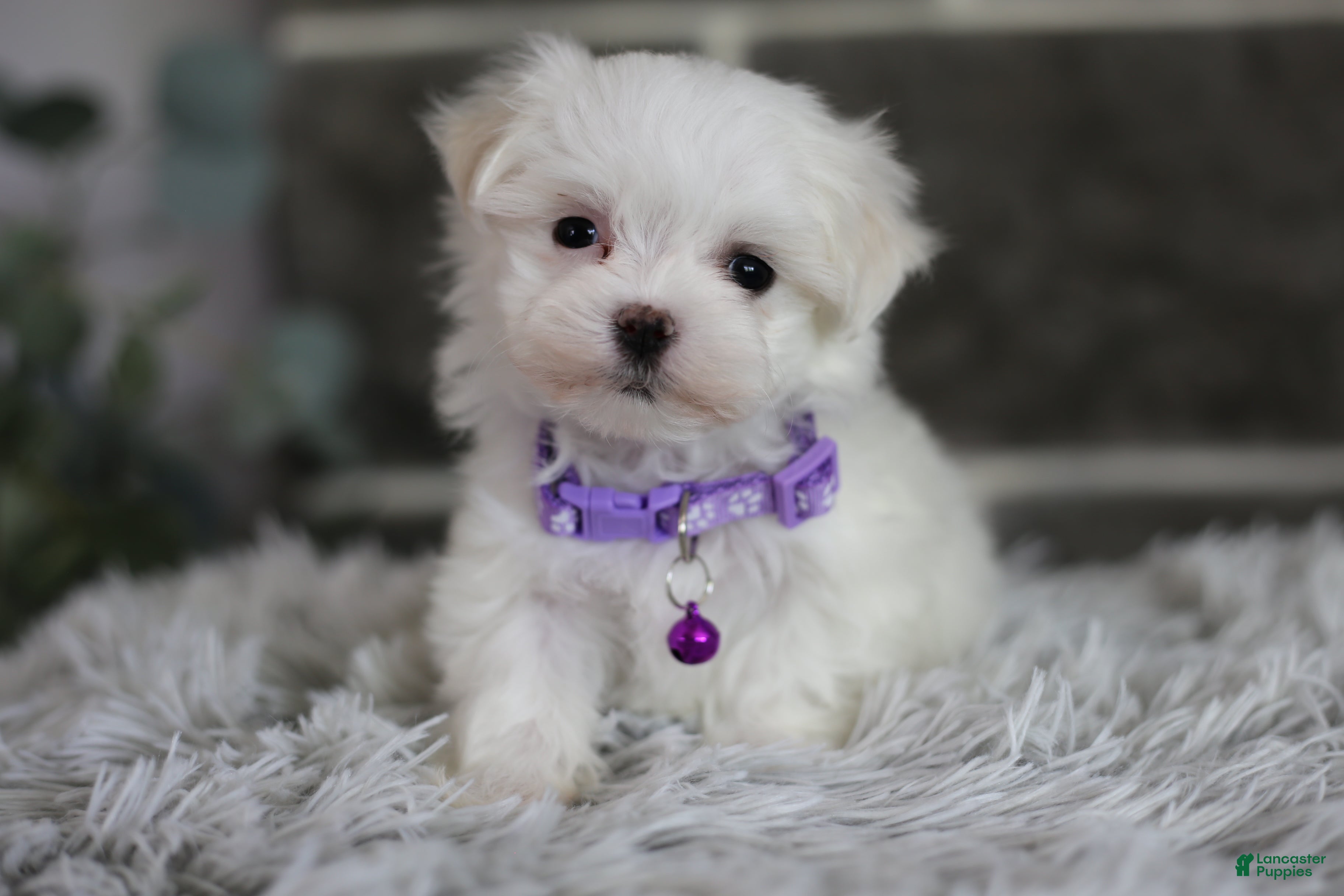 Maltipoo dogs Rue - Ad 2