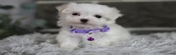 Maltipoo dogs for sale: Rue - Ad 2