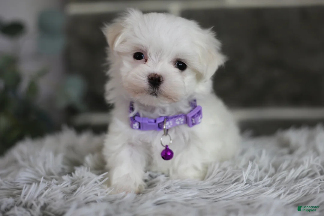 Maltipoo dogs for sale: Rue - Ad 2