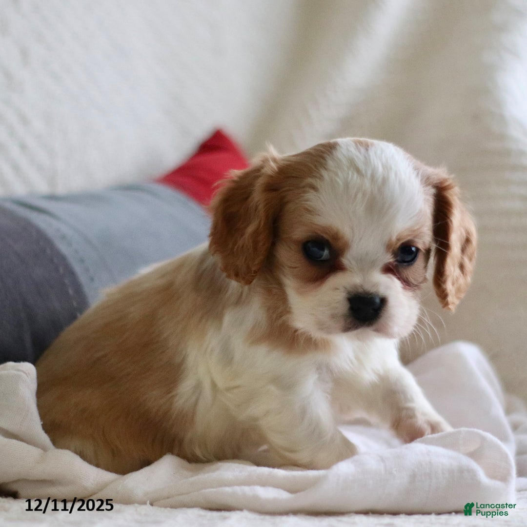 Cavalier King Charles Spaniel dogs for sale: Landon - Ad 4