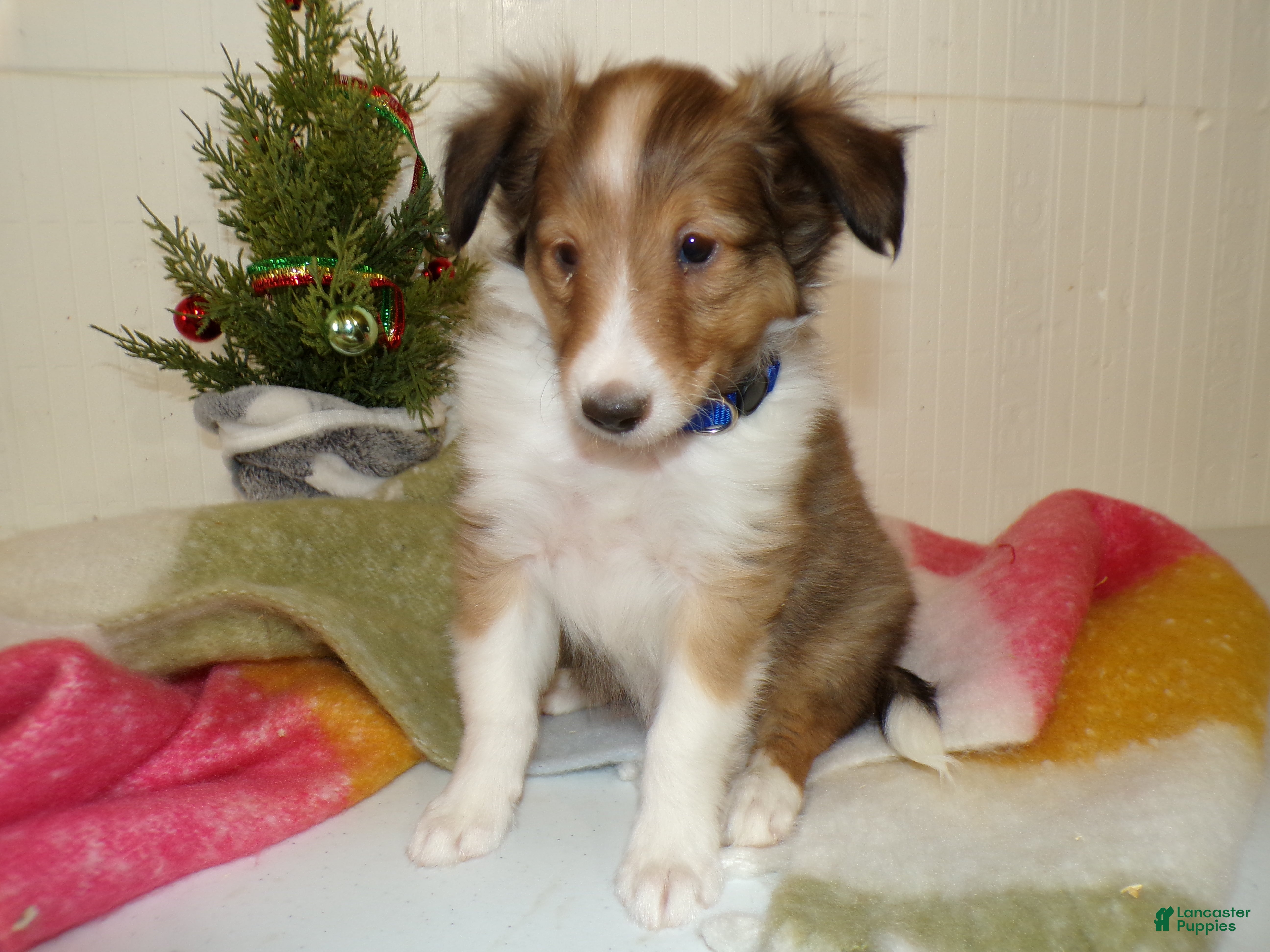 Shetland Sheepdog dogs Shetland Sheepdog Puppy 1 Skip - Ad 9