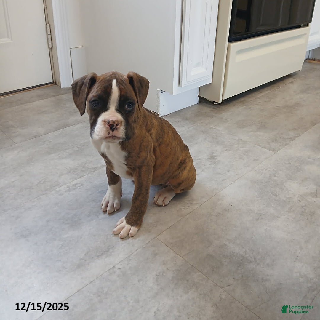 Boxer dogs for sale: Kenzy - Ad 3