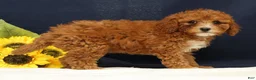 Cavapoo dogs for sale: Carnation - Ad 3