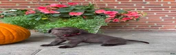 Labrador Retriever dogs for sale: Millie - Ad 2