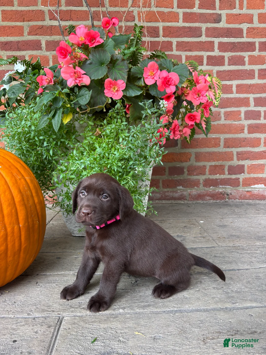 Labrador Retriever dogs for sale: Millie - Ad 2