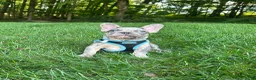 French Bulldog dogs for sale:  Lain - Ad 11