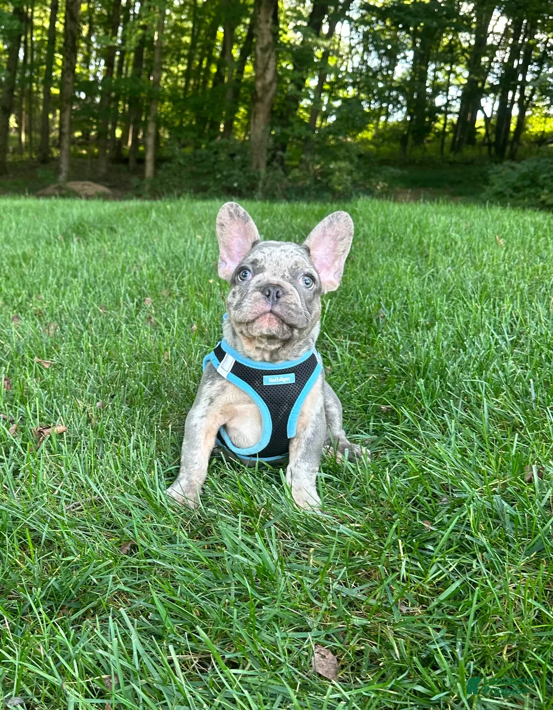 French Bulldog dogs for sale: Ryder - Ad 6