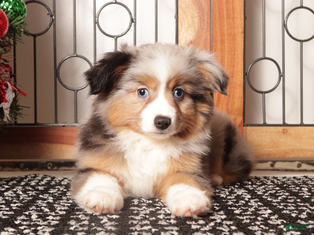 Miniature Australian Shepherd dogs for sale: Daisy - Ad 3