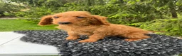 Mini Goldendoodle dogs for sale: Lucy - Ad 1