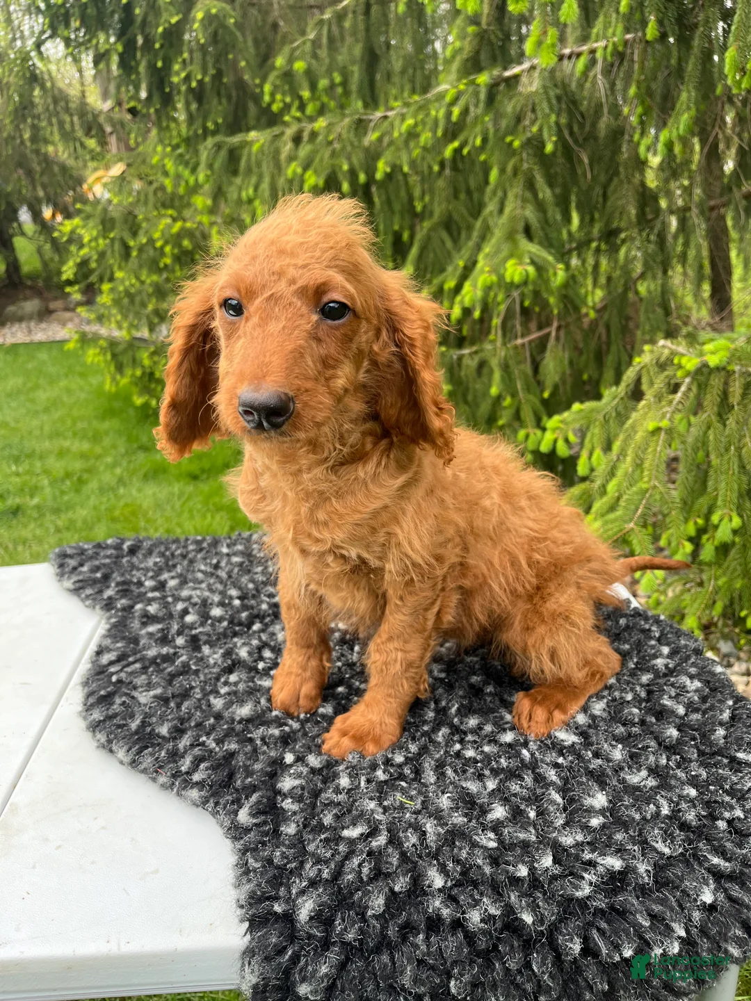 Mini Goldendoodle dogs for sale: Lucy - Ad 1