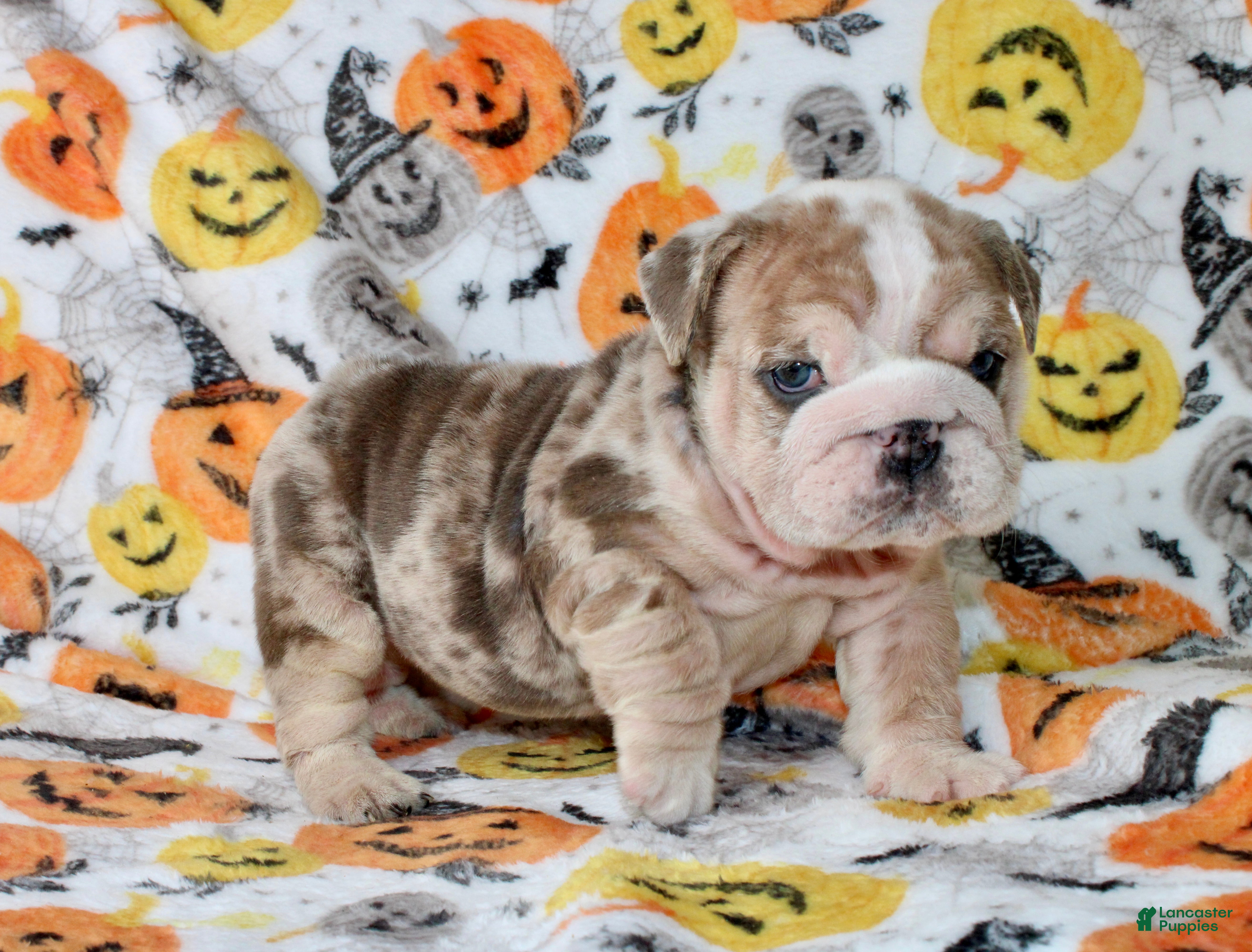 English Bulldog dogs for sale: Fiona  - Ad 3