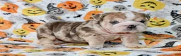 English Bulldog dogs for sale: Fiona  - Ad 1