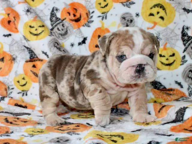 English Bulldog dogs for sale: Fiona - Ad 1