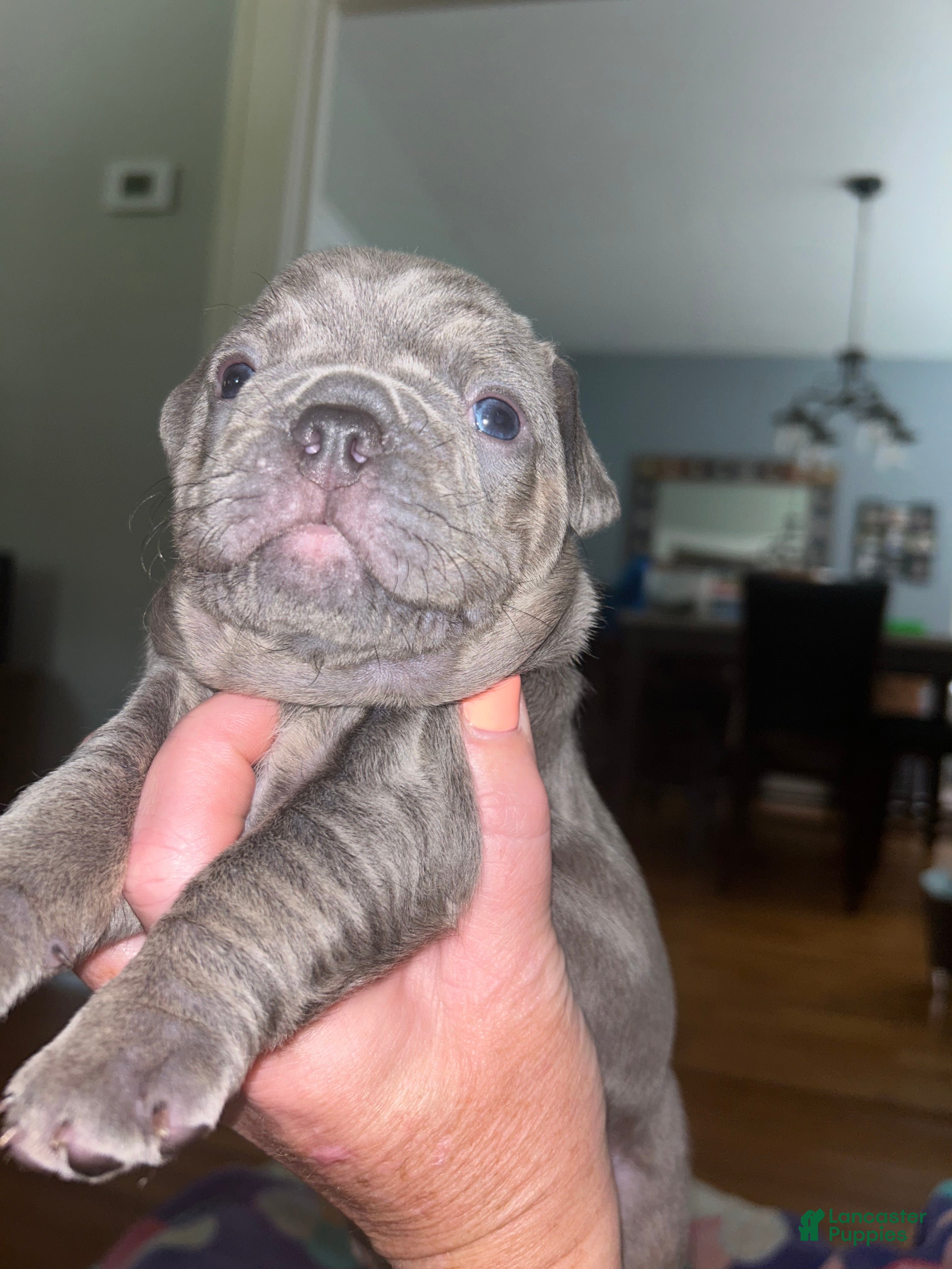 French Bulldog dogs French Bulldog 3 - Ad 2