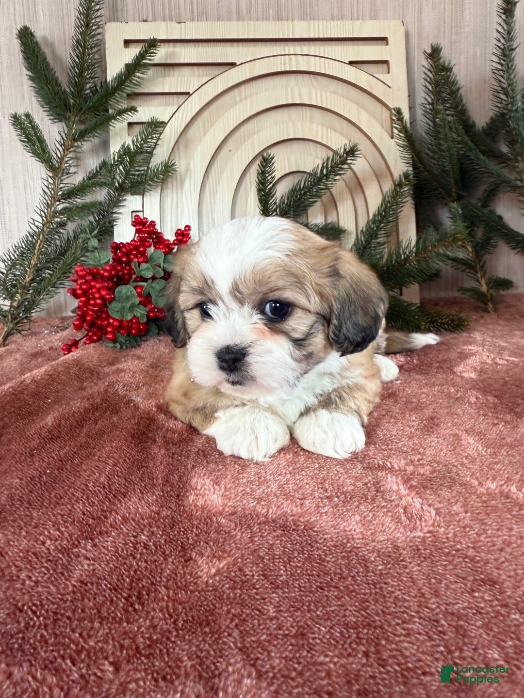 Teddy Bear dogs for sale: Sara - Ad 15