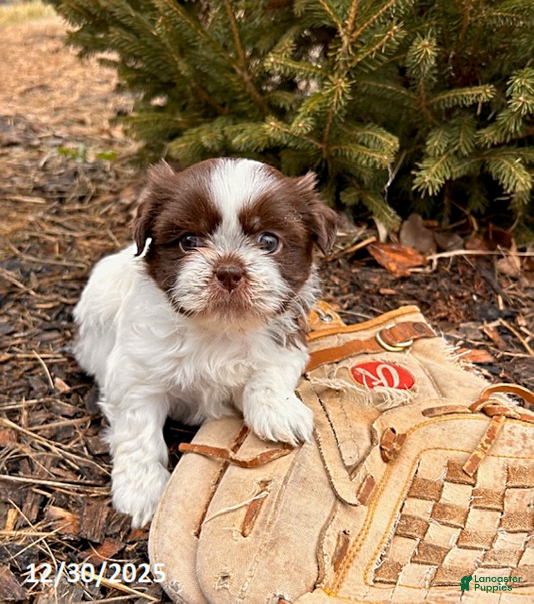 Shih Tzu dogs for sale: Baylee - Ad 1