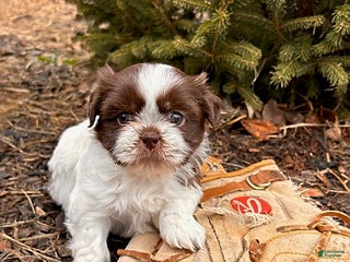 Shih Tzu dogs Baylee - Ad 32