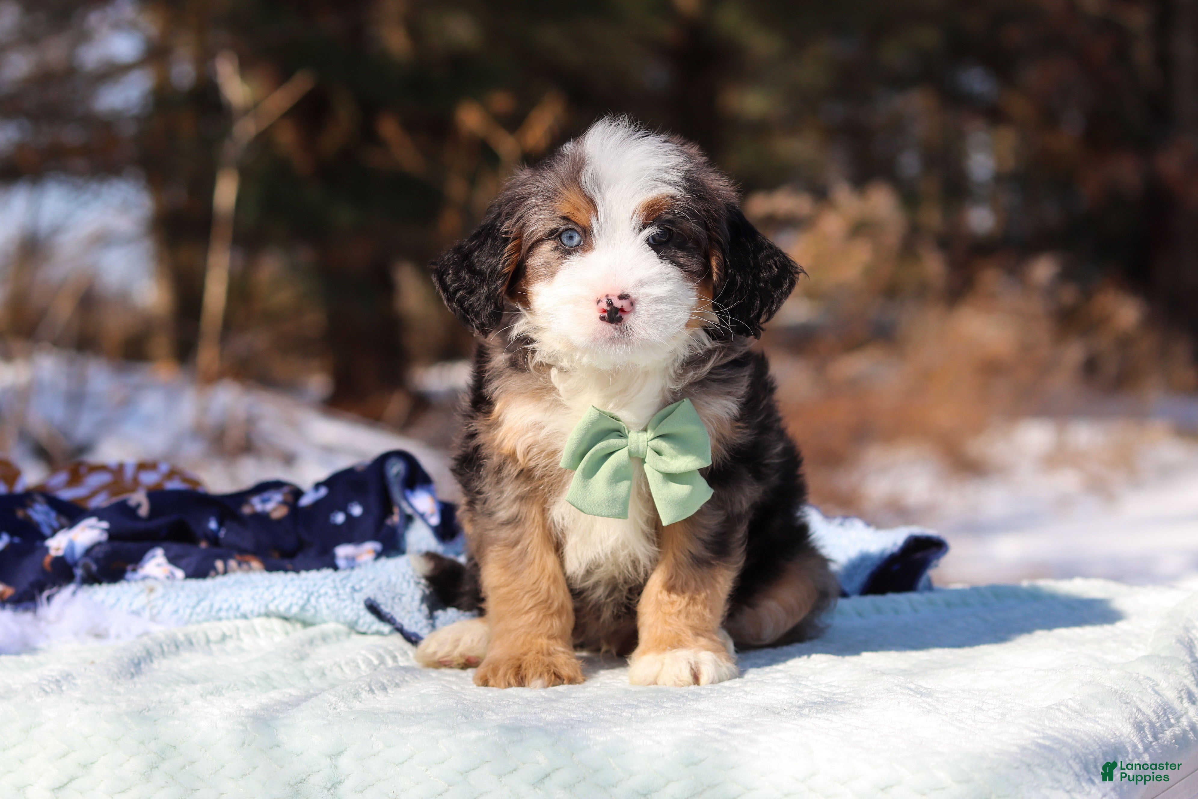 Mini Bernedoodle dogs Enzo - Ad 1