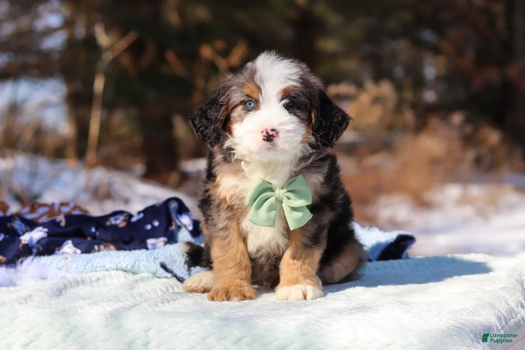Mini Bernedoodle dogs for sale: Enzo - Ad 1