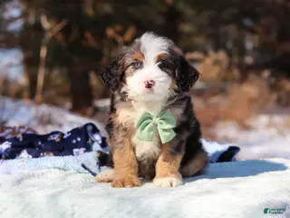 Mini Bernedoodle dogs for sale: Enzo - Ad 4