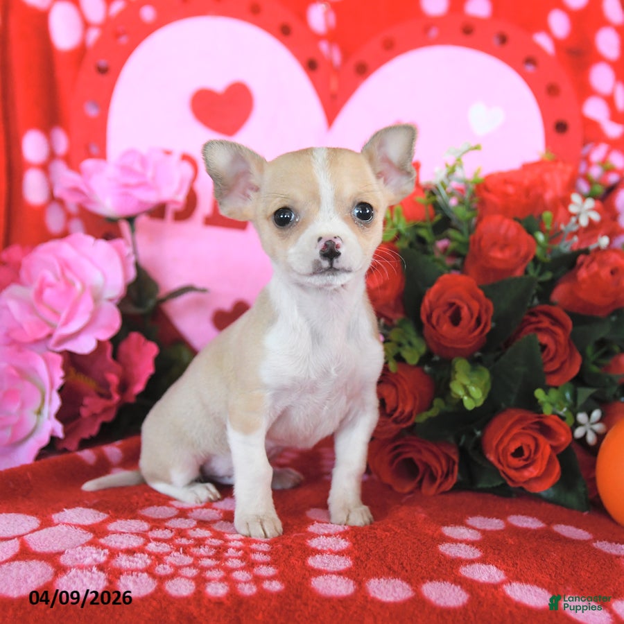 Mixed Breed dogs Buddy - Ad 1