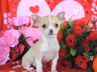 Mixed Breed dogs for sale: Buddy - Ad 2