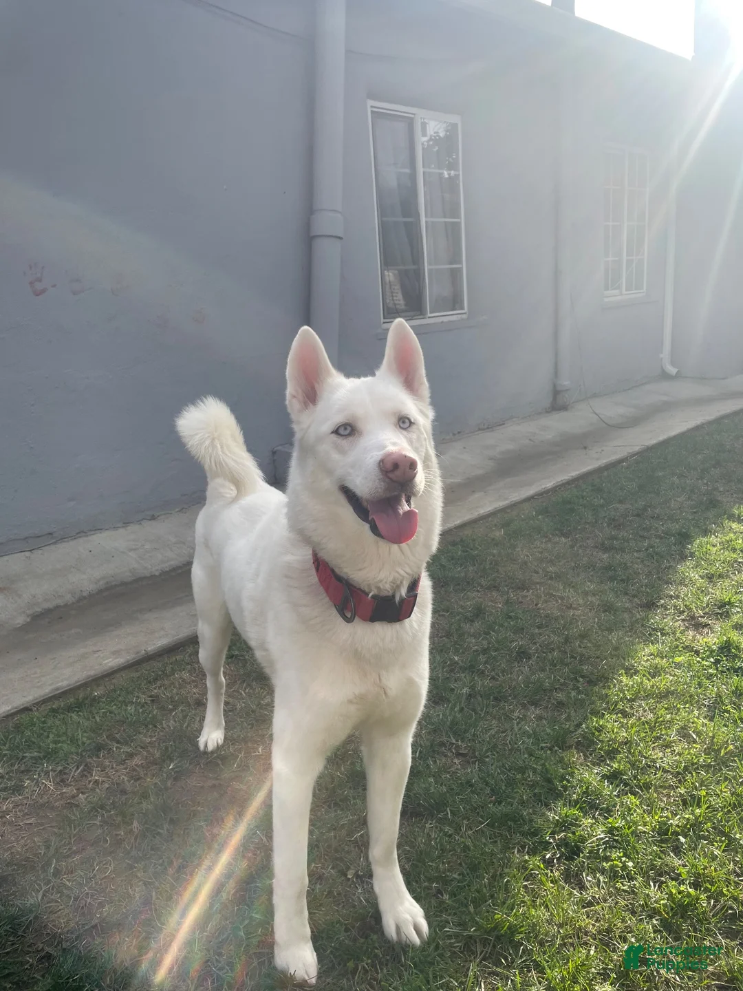 Mixed Breed dogs for sale: Milo - Ad 8